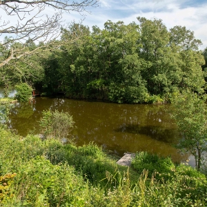 Redwell   17 06 2020   D500   Les 513.jpg